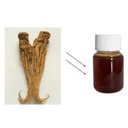 ANGELICA ROOT OIL