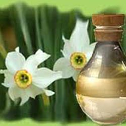 NARCISSUS ABSOLUTE OIL