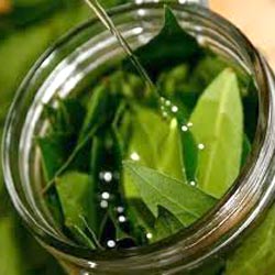 BAY LEAF OIL