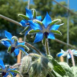 Borage Seed Oil