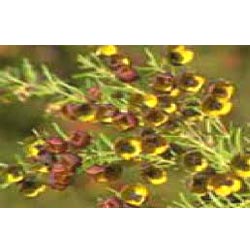 BORONIA ABSOLUTE OIL