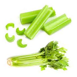 CELERY OIL