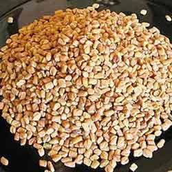 FENUGREEK OIL