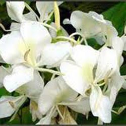 HEDYCHIUM FLORAL WATER