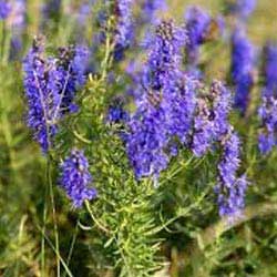 HYSSOP OIL