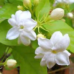 JASMINUM SAMBAC FLORAL WATER