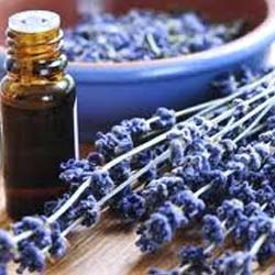 LAVENDER OIL