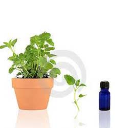 LEMON BALM OIL