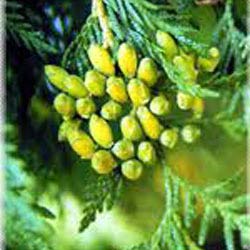 THUJA WOOD OIL