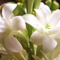 TUBEROSE OIL