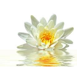 WHITE LOTUS OIL