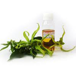 YLANG YLANG OIL